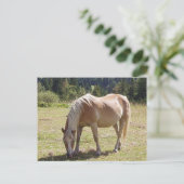 Haflinger Palomino Pony in zomerweide Foto Briefkaart (Staand voorkant)