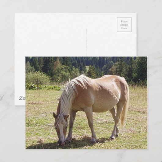 Haflinger Palomino Pony in zomerweide Foto Briefkaart (Voorkant / Achterkant)