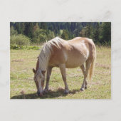 Haflinger Palomino Pony in zomerweide Foto Briefkaart (Voorkant)