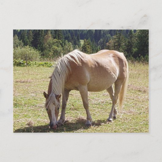 Haflinger Palomino Pony in zomerweide Foto Briefkaart (Voorkant)