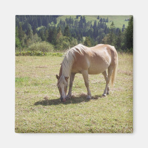 Haflinger Palomino Pony in zomerweide Foto Magneet