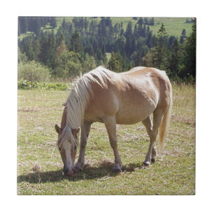 Haflinger Palomino Pony in zomerweide Foto Tegeltje