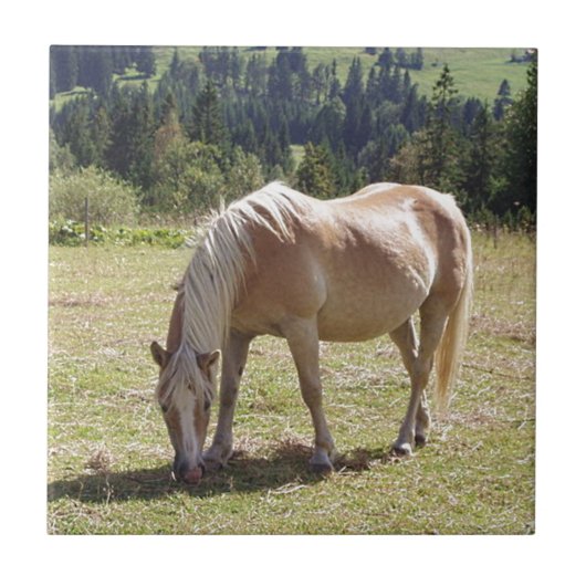 Haflinger Palomino Pony in zomerweide Foto Tegeltje (Voorkant)