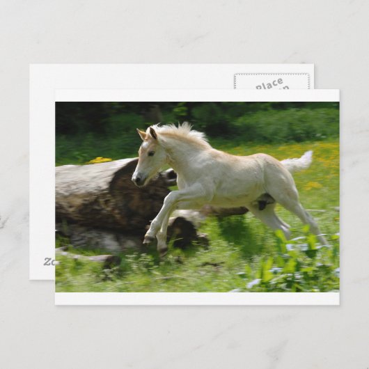 Haflinger Pony Briefkaart (Voorkant / Achterkant)