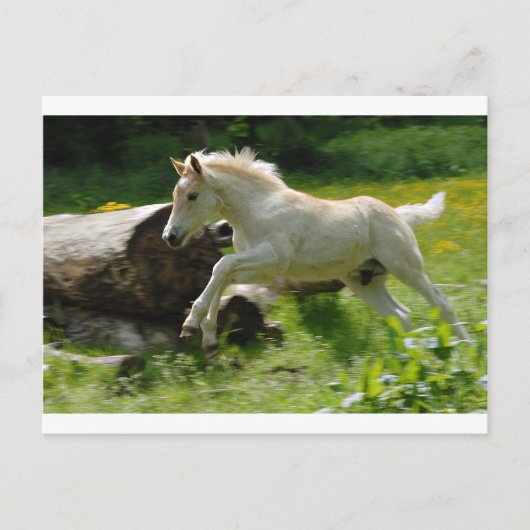 Haflinger Pony Briefkaart (Voorkant)