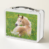 Haflinger Pony Horse Cute Foal in Flowerbed Photo (Achterkant)