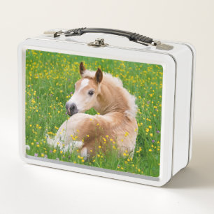 Haflinger Pony Horse Cute Foal in Flowerbed Photo