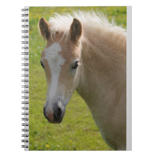 Haflinger-Pony (Zelden gebrouwen) Notitieboek
