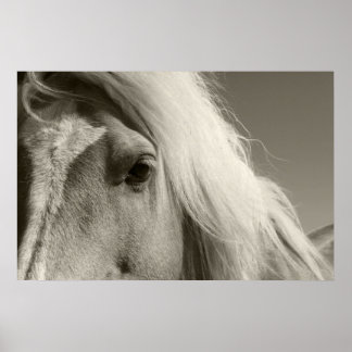 Haflinger Porträt - Horse - cheval Poster