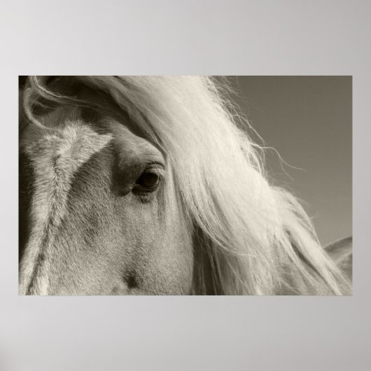 Haflinger Porträt - Horse - cheval Poster (Voorkant)