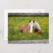 Haflinger Postcard Briefkaart (Voorkant / Achterkant)