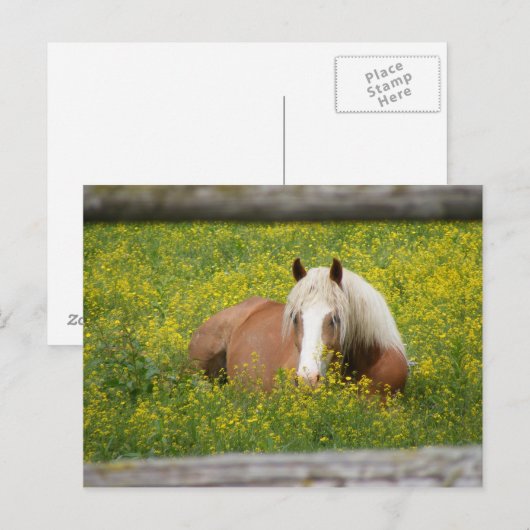 Haflinger Postcard Briefkaart (Voorkant / Achterkant)
