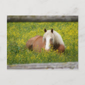 Haflinger Postcard Briefkaart (Voorkant)