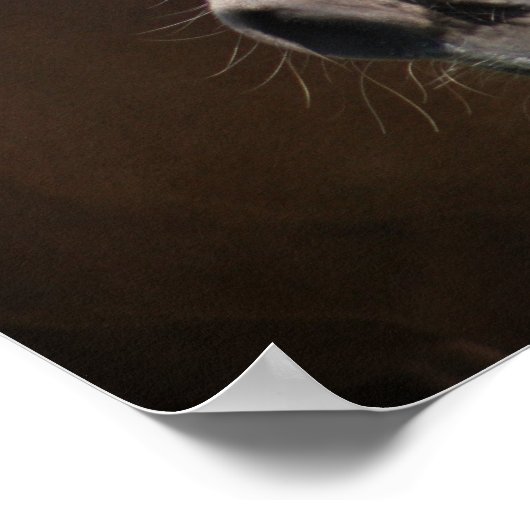 Haflinger Poster (Hoek)