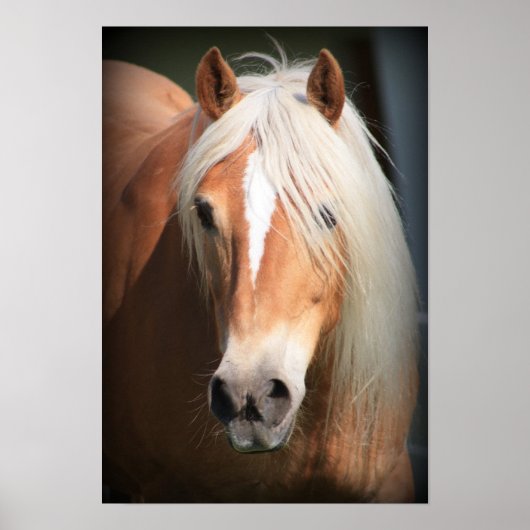 Haflinger Poster (Voorkant)