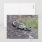 hagedis briefkaart (Voorkant / Achterkant)