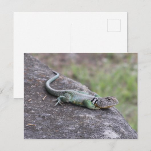 hagedis briefkaart (Voorkant / Achterkant)