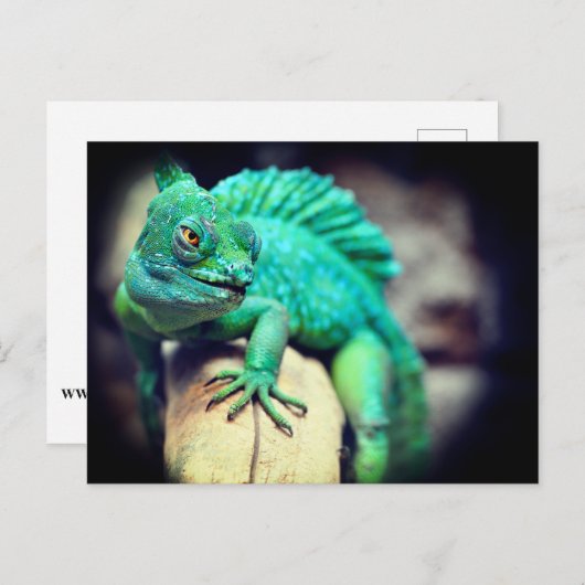 hagedis briefkaart (Voorkant / Achterkant)