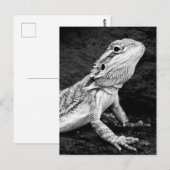 hagedis briefkaart (Voorkant / Achterkant)