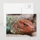 hagedis briefkaart (Voorkant / Achterkant)