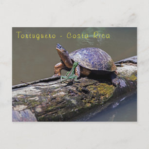 hagedis- en rivierschildpad in Tortuguero - Costa  Briefkaart