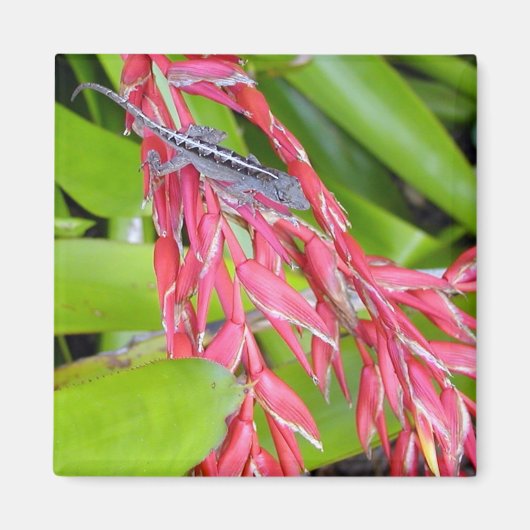 Hagedis en schoonheid magneet (Voorkant)