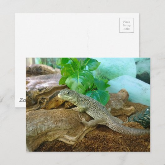 hagedis in een Terrarium Briefkaart (Voorkant / Achterkant)