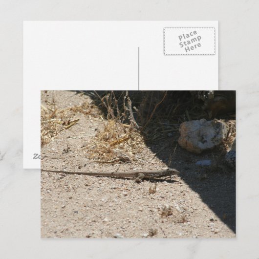 hagedis in het briefkaart van de woestijn van Ariz (Voorkant / Achterkant)