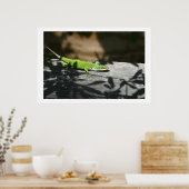 hagedis in het sloophout poster (Keuken)