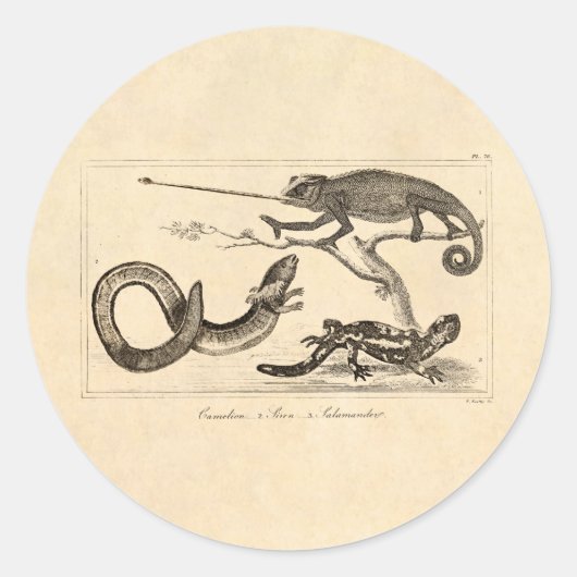  hagedis kameleon salamander illustratie ronde sticker (Voorkant)