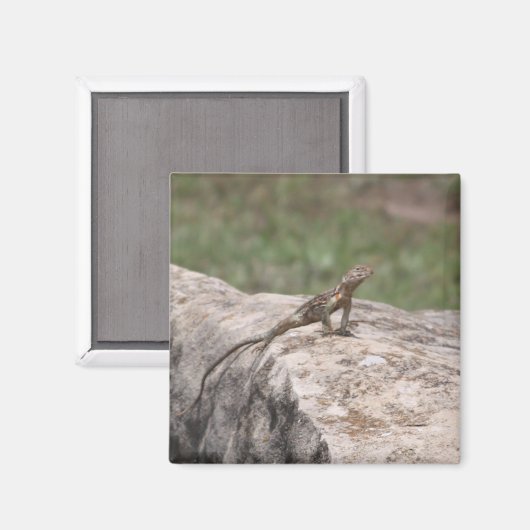 hagedis magneet (Voorkant / Achterkant)