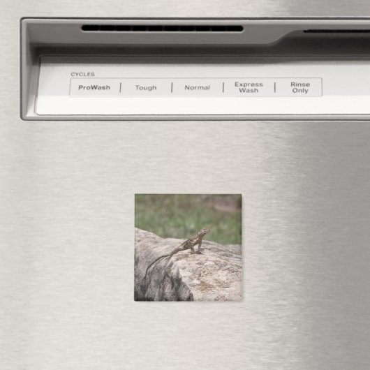 hagedis magneet (Insitu (Vaatwasser))