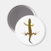 hagedis magneet (Voorkant / Achterkant)