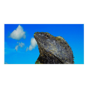 hagedis met open hals perfect poster