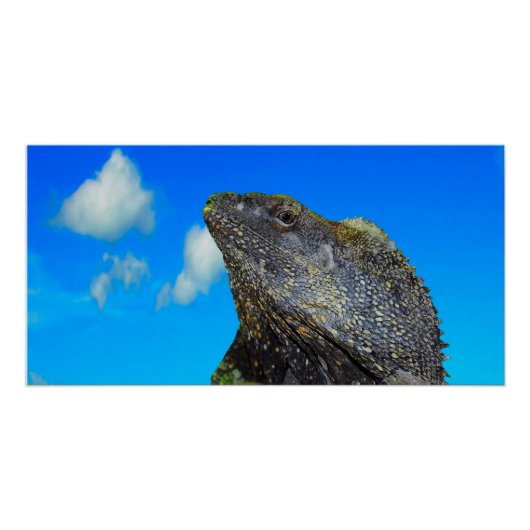 hagedis met open hals perfect poster (Voorkant)