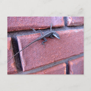 Hagedis op Bakstenen Muur Natuur Wilde Dieren Foto Briefkaart