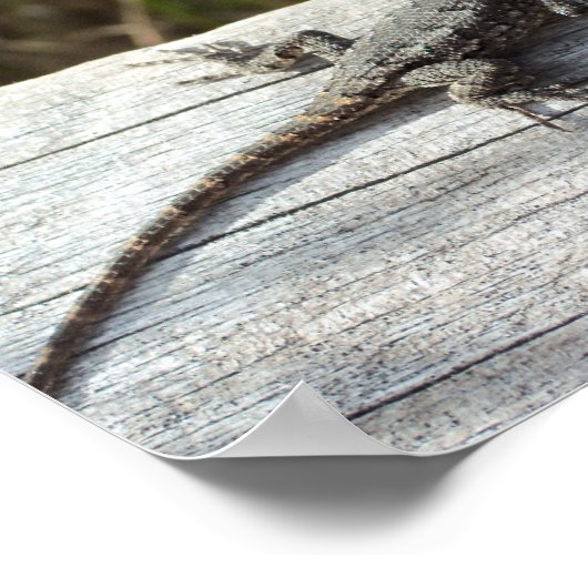 hagedis op hek poster (Hoek)