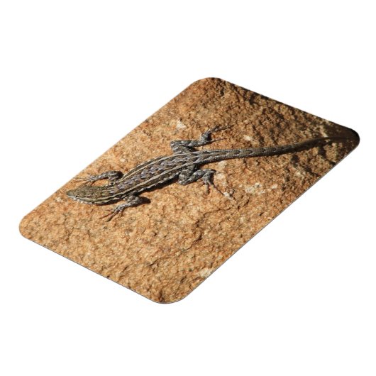 Hagedis op rots magneet (Linkerzijde)