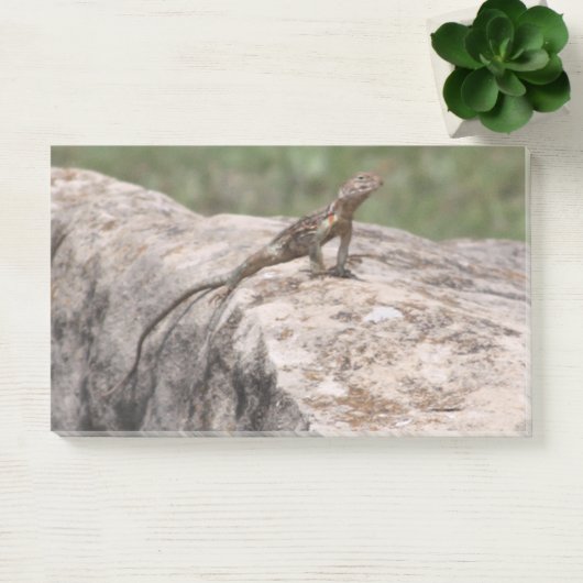 hagedis post-it® notes (Kantoor)