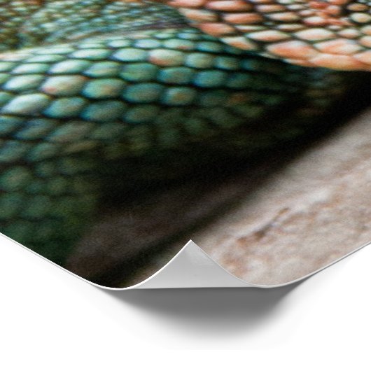 hagedis poster (Hoek)