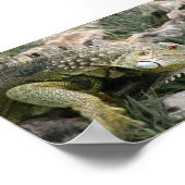 hagedis poster (Hoek)