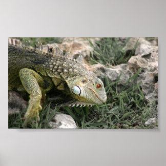 hagedis poster