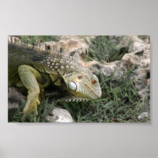 hagedis poster (Voorkant)
