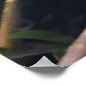 hagedis, reptielen, kameleon, Natuur Poster (Hoek)