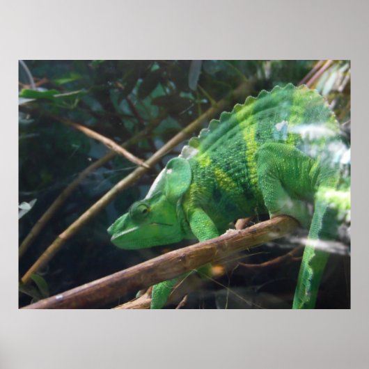 hagedis, reptielen, kameleon, Natuur Poster (Voorkant)