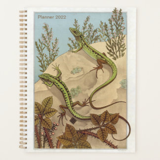 hagedis van Verneuil, Lézard, Franse reptielkunst; Planner