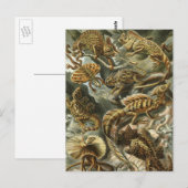 Hagedissen door Ernst Haeckel  Lacertilia Animal Briefkaart (Voorkant / Achterkant)