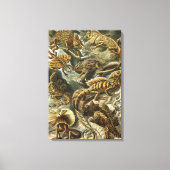 Hagedissen door Ernst Haeckel  Lacertilia Animal Canvas Afdruk (Voorkant)
