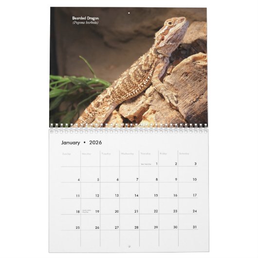 hagedissen kalender (Jan 2026)