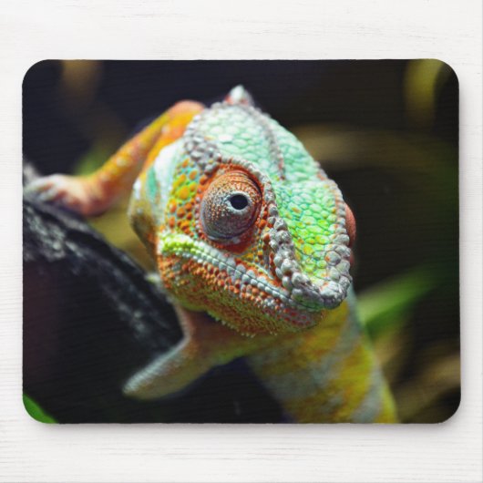 Hagedissen, reptielen muismat (Voorkant)